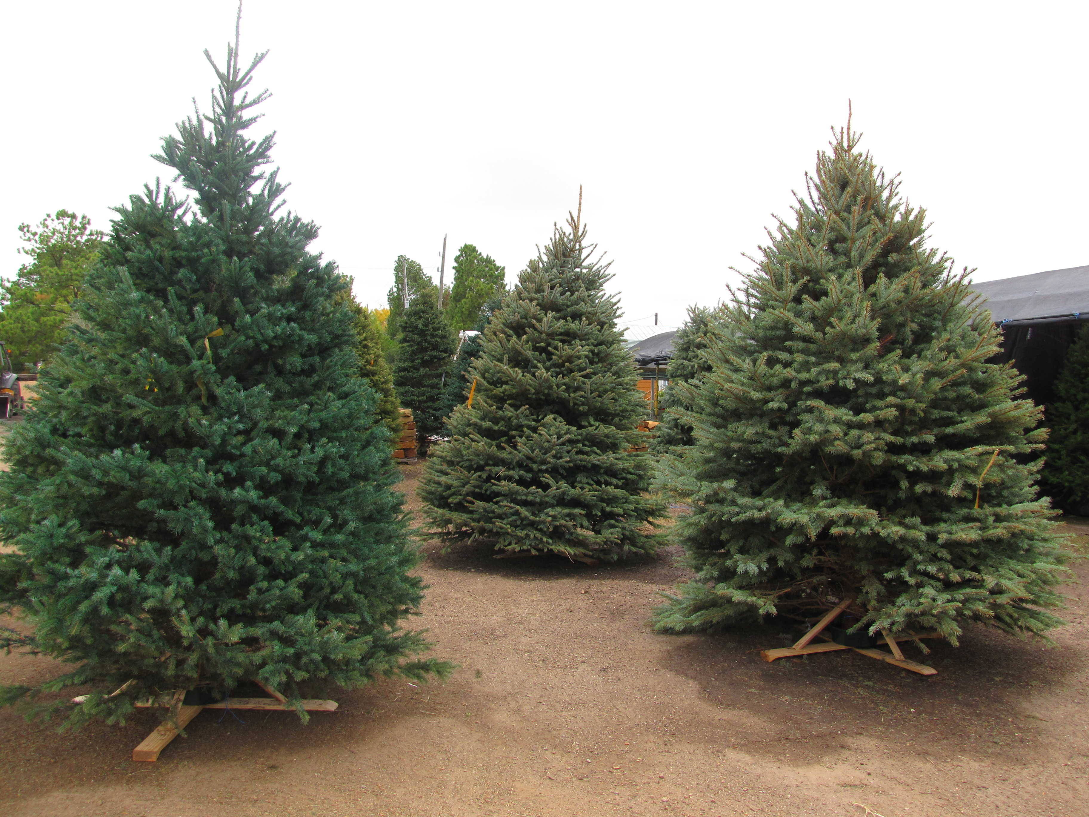 Seasonal Products including Christmas Trees and Fireworks at J&J Nursery, Spring, TX.