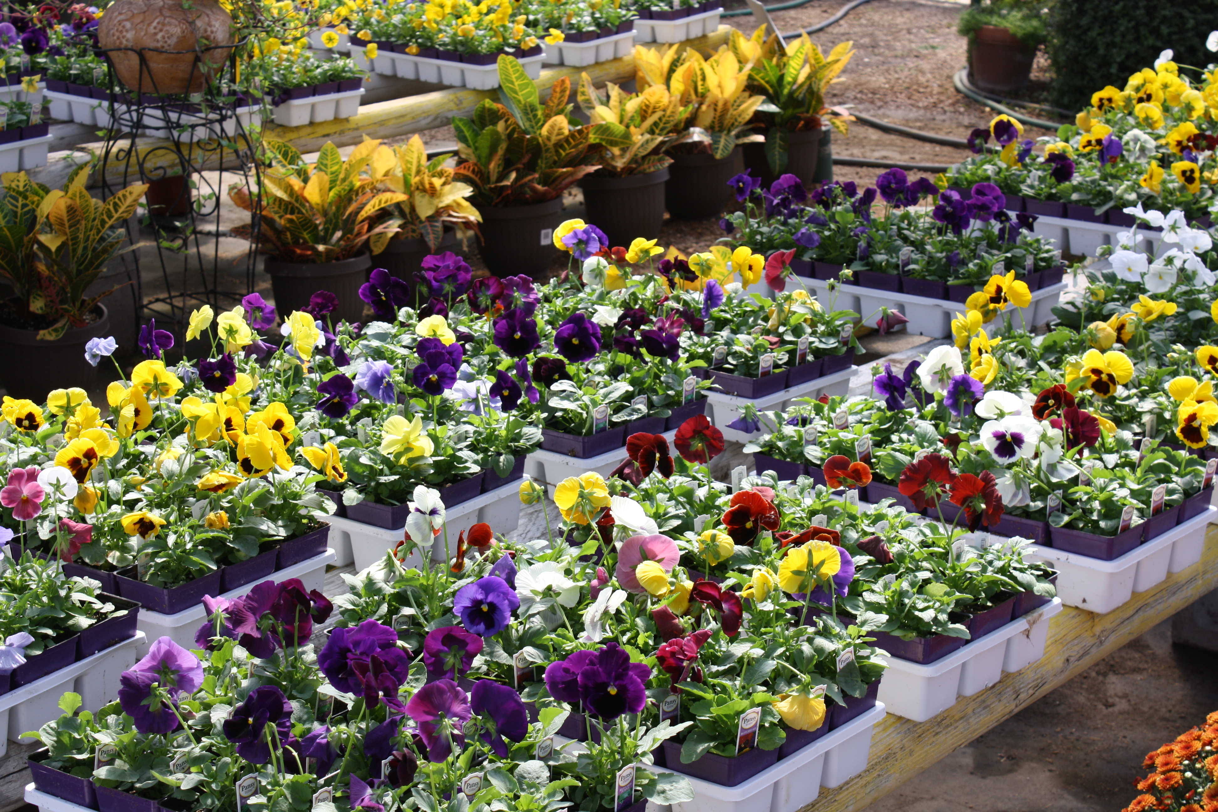 Plants, Herbs and Vegetables at J&J Nursery, Spring, TX.