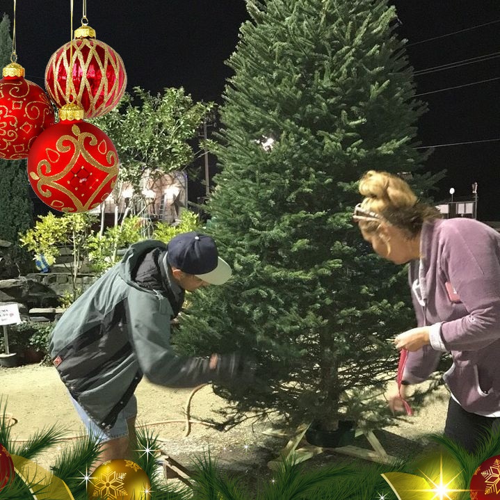 Putting a stand on a Christmas Tree at J&J Nursery, Spring, TX