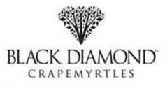 Black Diamond Crepe Myrtles at J&J Nursery, Spring, TX
