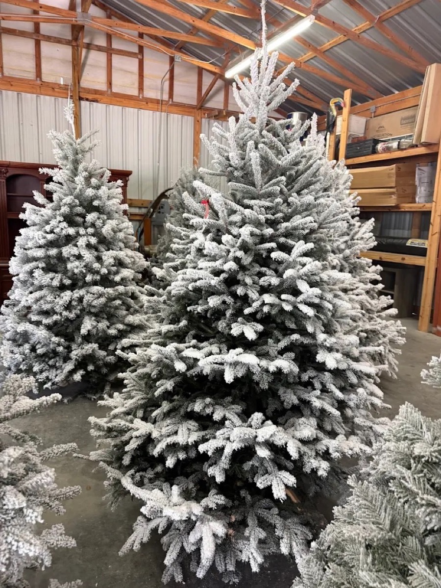 Fresh Fraser fir Christmas trees at J&J Nursery