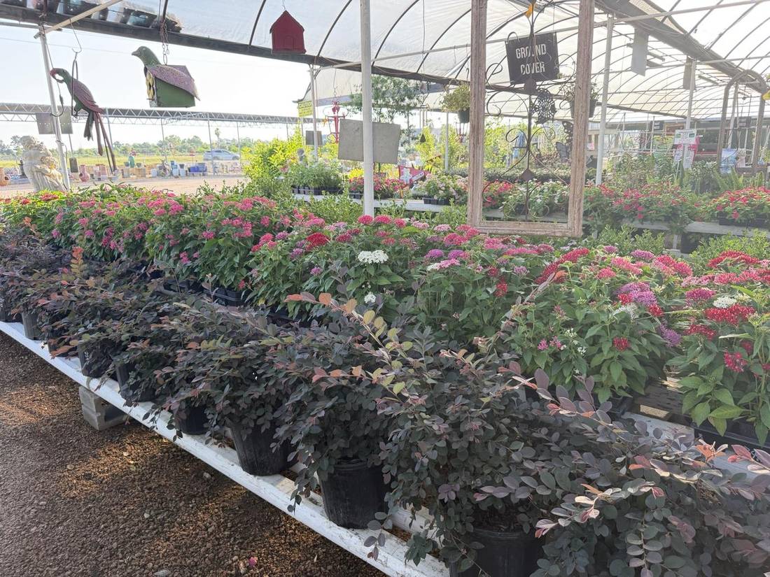 Hardy Landscape Shrubs