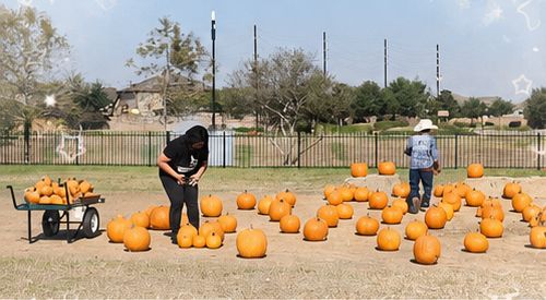 J&J Nursery team laying out a pumpkin patch on a school field