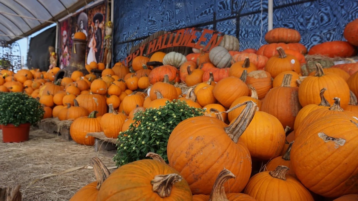 Retail pumpkins displayed at J&J Nursery