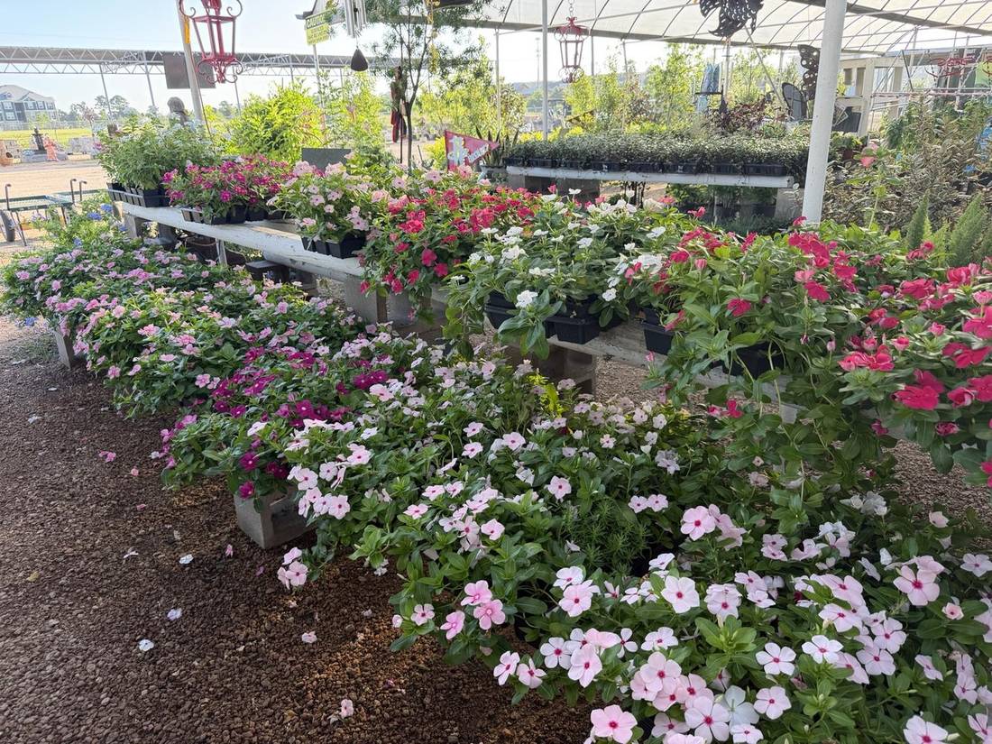 Flats of Blooming Flowers