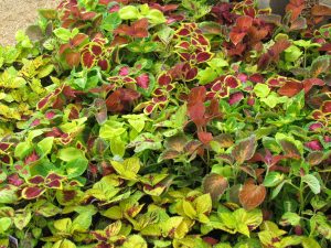 Coleus to brighten any Easter Morning!