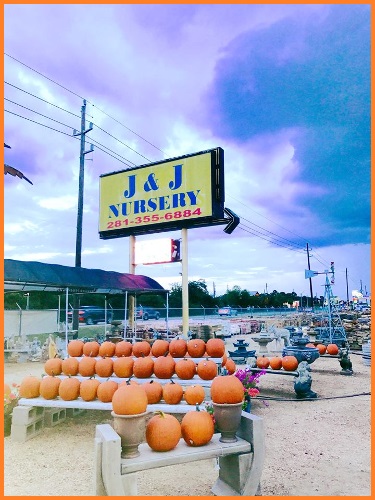 Pumpkin patch at J&J Nursery and Madison Gardens Nursery, Spring, TX.