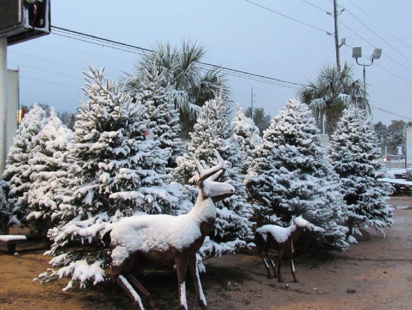 Christmas Trees covered with real snow at Madison Gardens Nursery!