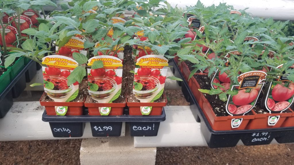 Tomato vegetables to plant!
