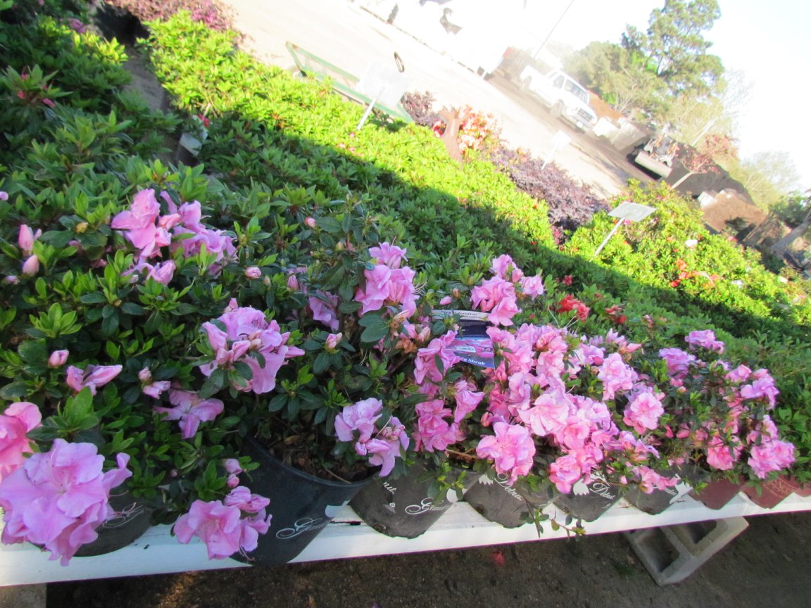 The beautiful azaleas are beginning to bloom. They often bloom three times a year - spring, fall and winter! 