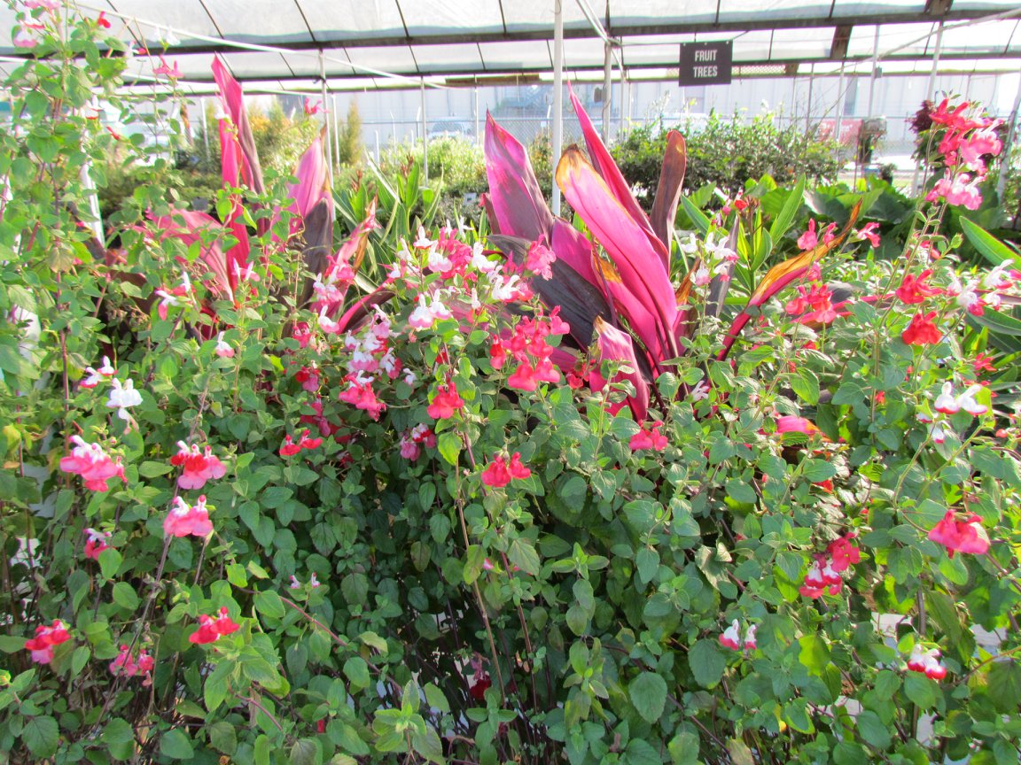 We have lots of Red Sisters and other plants to add color to your yard.