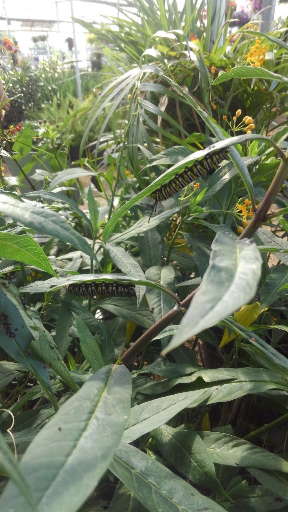 Monarch Caterpillars having a Thursday morning brunch on some Milkweed!