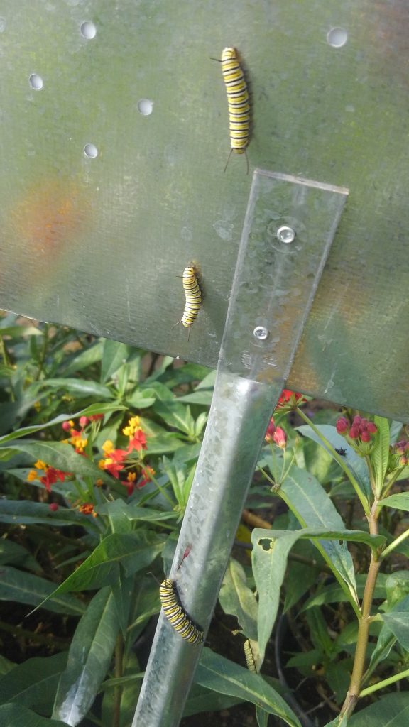 Looks like someone got lost. Don't worry, we put the caterpillars back on the Milkweed plants!