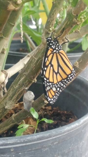 Monarch Butterfly having a snack of Milkweed!