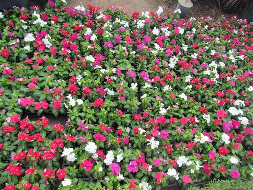 Colorful Cora Vincas! These flowers are perfect for the hot summer!