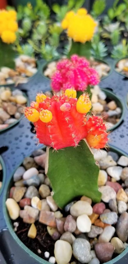 Colorful cactus!