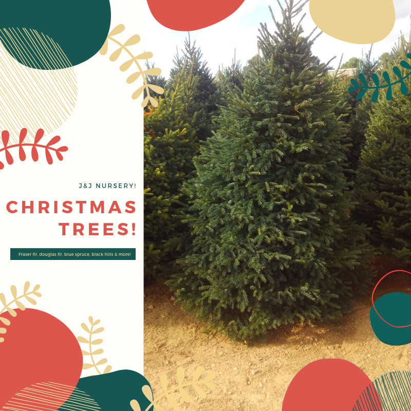 The new Christmas trees from J&J Nursery!