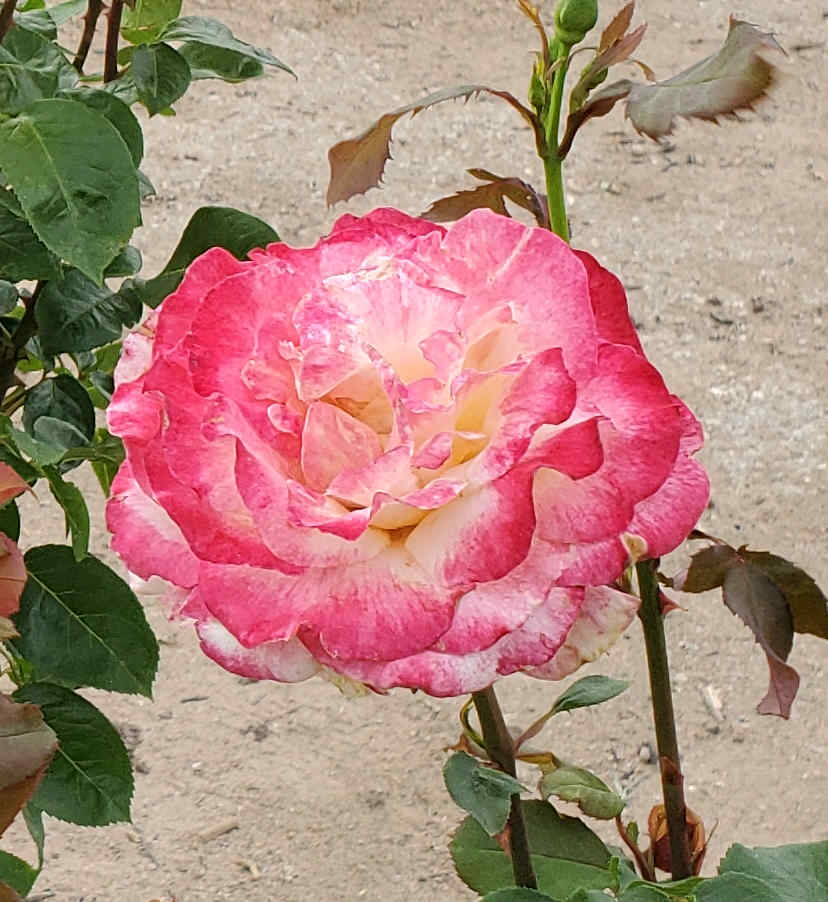 Stunning rose bloom!
