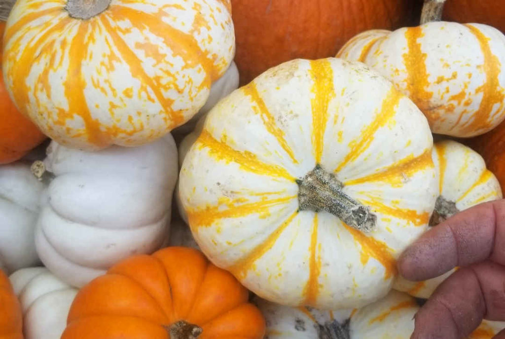 Mini pumpkins! We also have gourds!