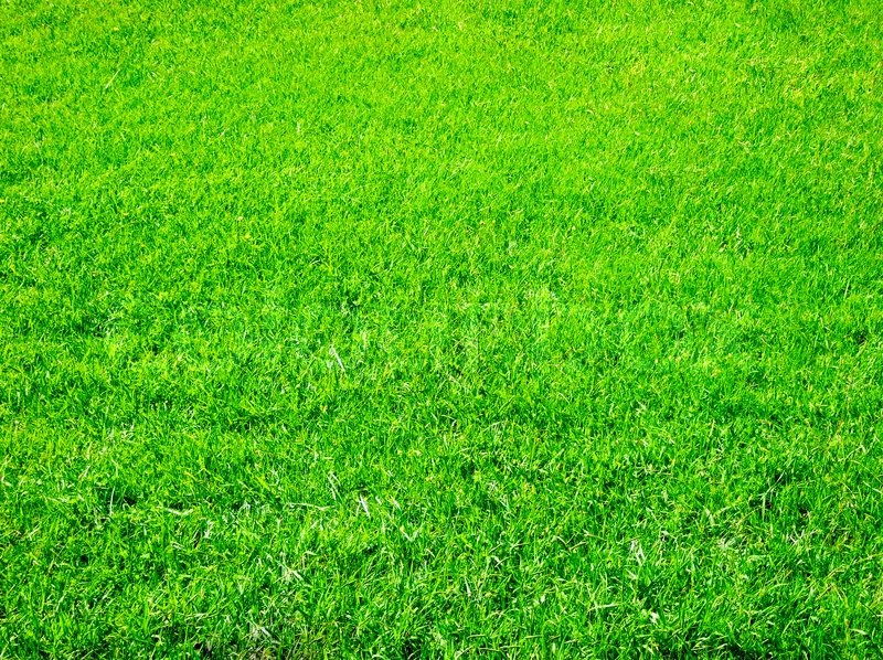 Get New Lawn Starter Fertilizer to prepare for a beautiful lawn.