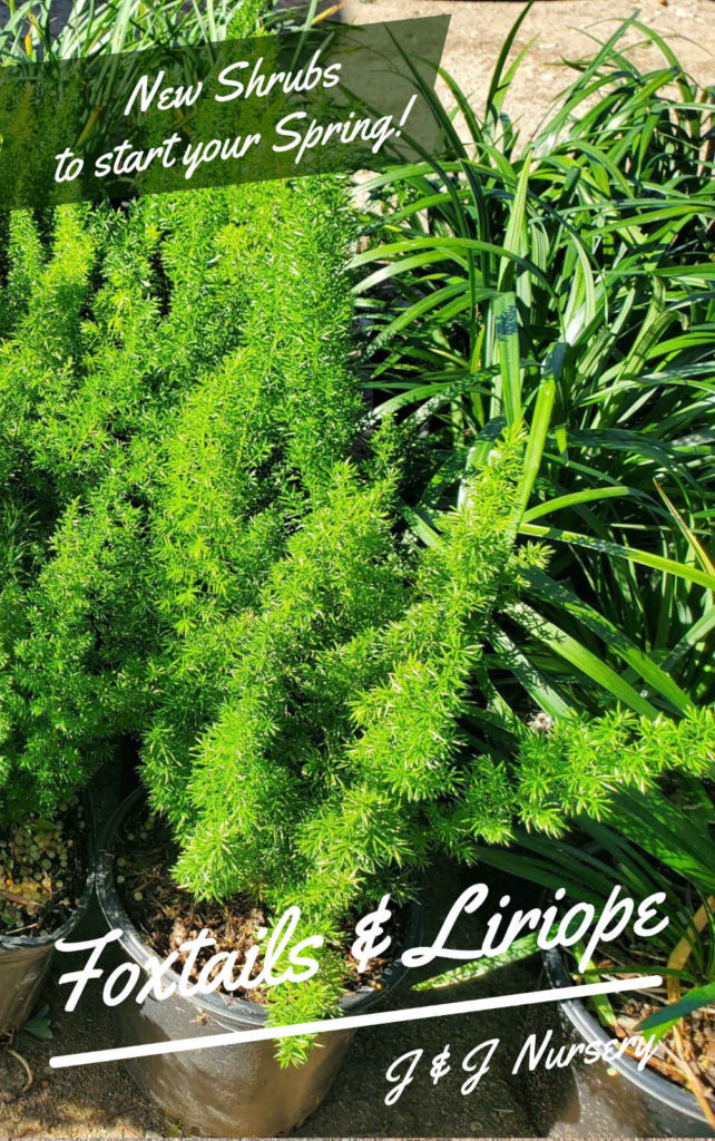 Foxtails shrubs and liriope and society garlic, too! Great evergreen landscaping plants!