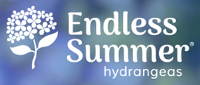 Endless Summer Hydrangeas at J&J Nursery, Spring, TX