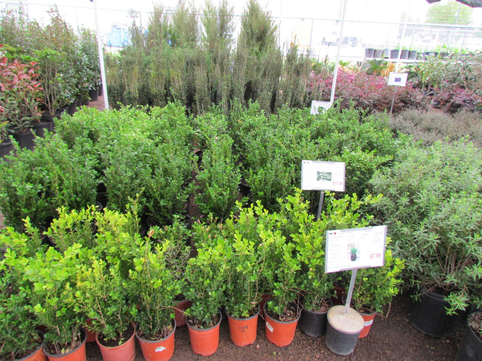 Large variety of shrubs including Encore Azaleas, Boxwoods, Yaupons, Crotons, Drift Roses and more at J&J Nursery, Spring, TX