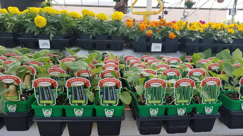Fantastic selection of vegetables at J&J Nursery, Spring, TX