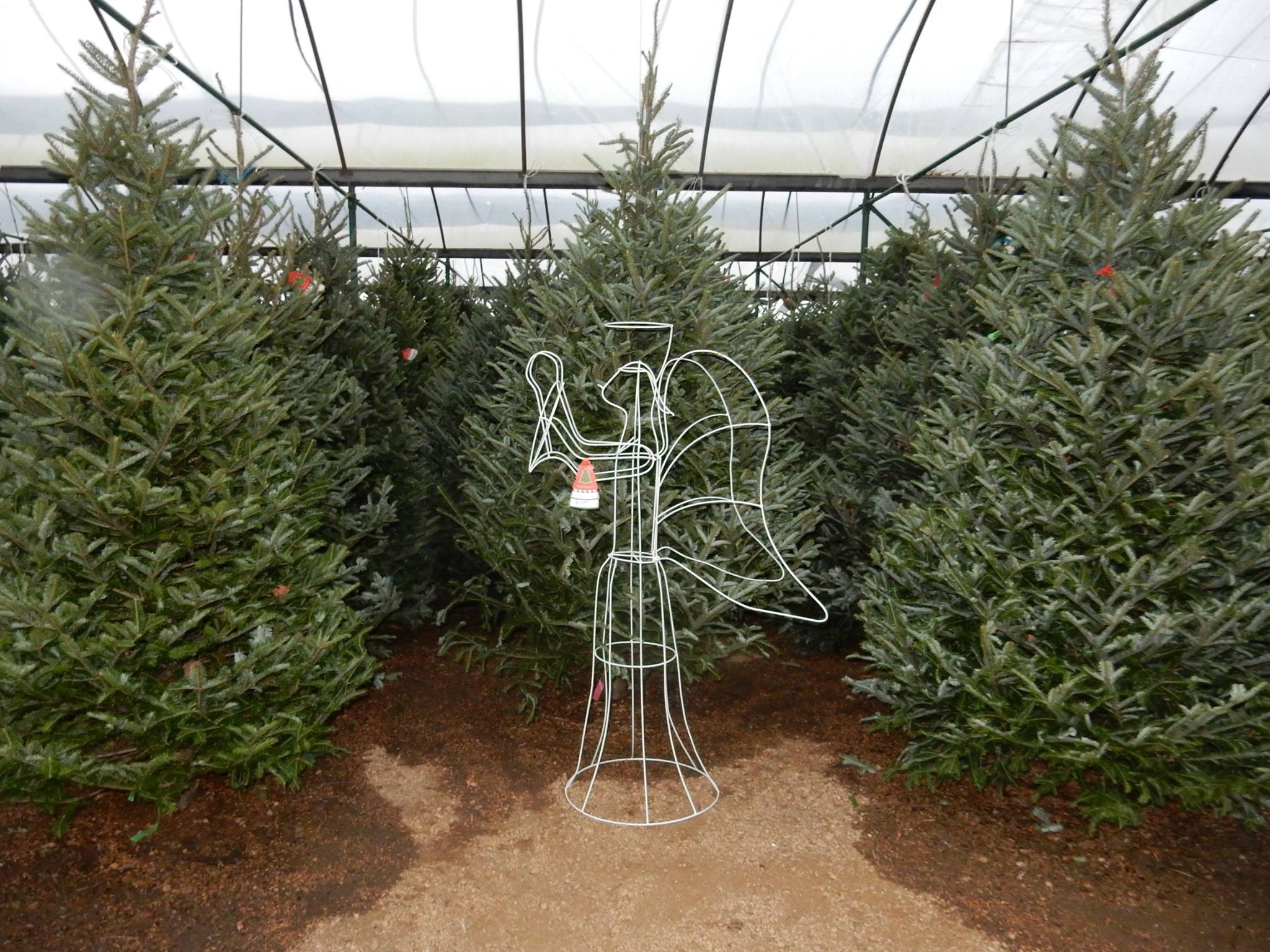 Fraser Fir Christmas Trees at J&J Nursery, Spring, TX