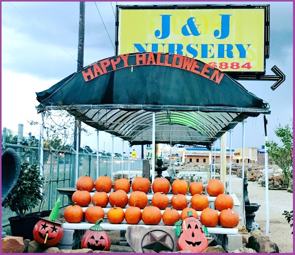 Pumpkins at J&J Nursery, Spring, TX
